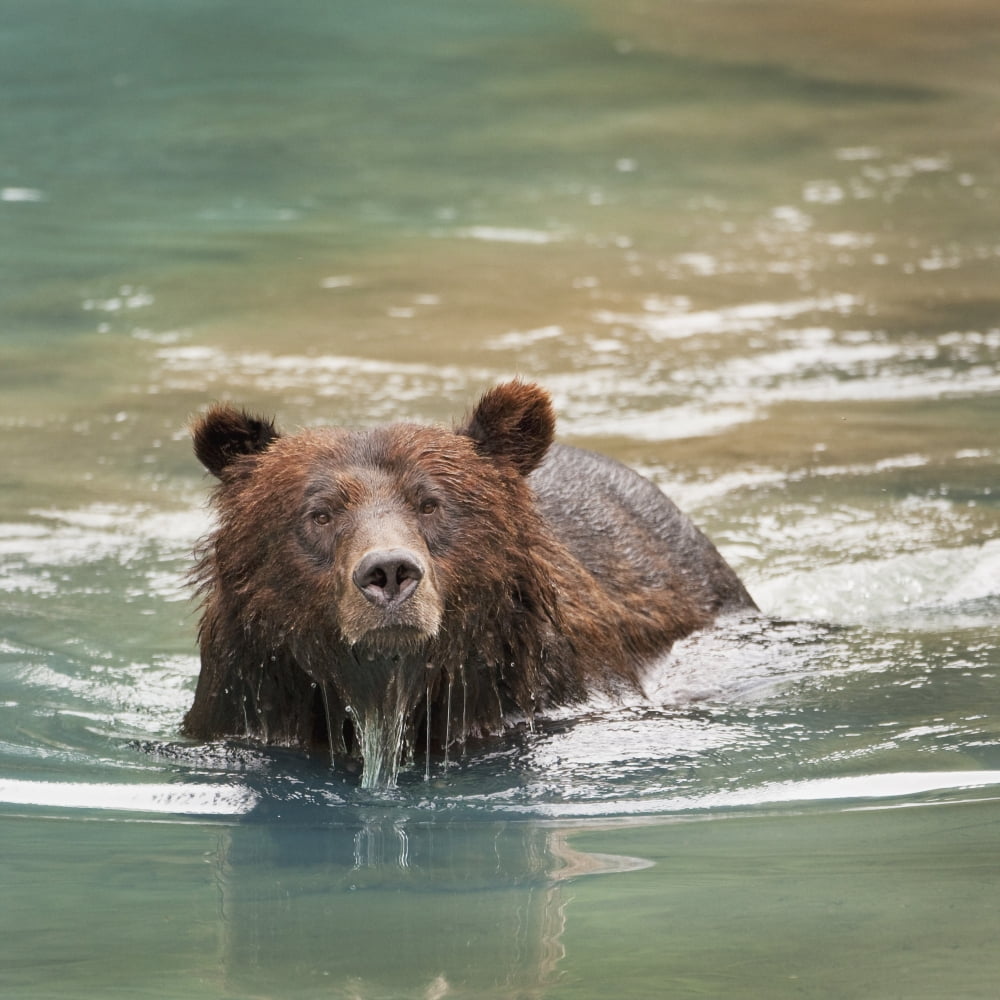Grizzly Bear (Ursus Arctos Horribilis) Swimming Hyder Alaska Usa Canvas Art - Richard Wear Design Pics (16 x 16)
