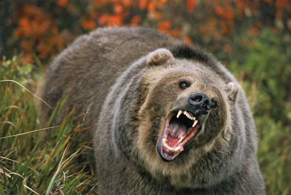 Grizzly Bear (Ursus Arctos) In Threat Posture Rocky Mountains Canvas Art - Thomas Kitchin & Victoria Hurst Design Pics (17 x 11)