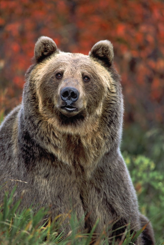 Grizzly Bear (Ursus Arctos) Rocky Mountains Canvas Art - Thomas Kitchin & Victoria Hurst Design Pics (11 x 17)