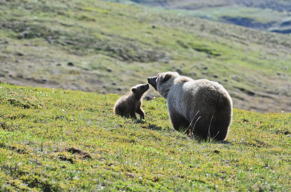 Grizzly Bear (Ursus Arctos) Sow And Cub On Tundra Hillside At Stony Hill In Denali National Park Alaska Canvas Art - Kenneth Whitten Design Pics (19 x 12)