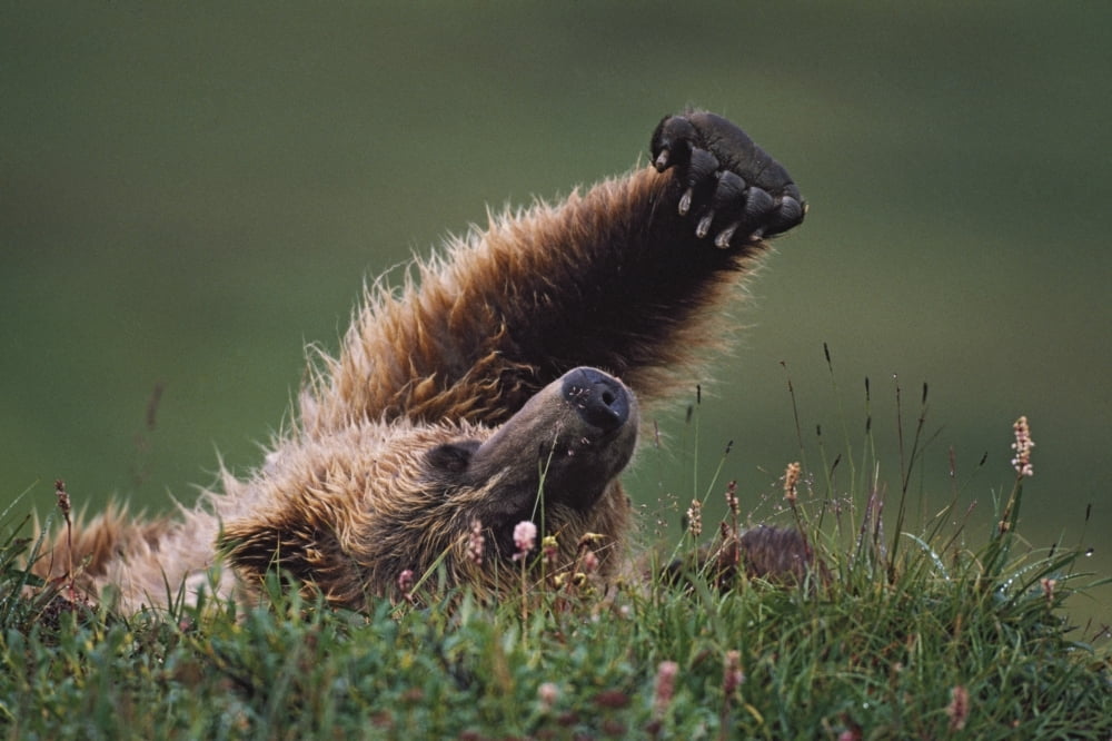 Grizzly Bear (Ursus Arctos) Stretching Denali National Park And Preserve Alaska Usa Canvas Art - David Ponton Design Pics (19 x 12)