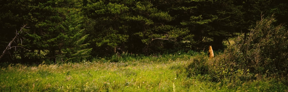 Grizzly Bear (Ursus arctos horribilis) standing on hind legs US Glacier National Park Montana USA Canvas Art - Panoramic Images (27 x 9)