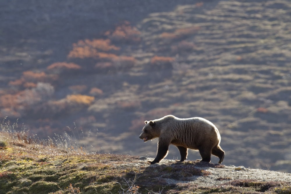 Grizzly Bear Walking On Ridge With Mountainside In Fall Colors In Background Denali National Park Interior Alaska Autumn Canvas Art - Milo Burcham  Design Pics (17 x 11)
