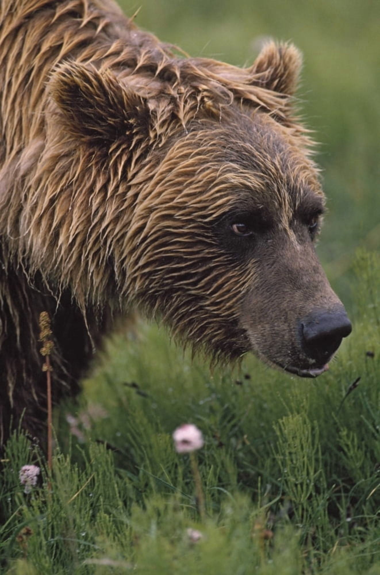 Grizzly Bear Wet From Rain Canvas Art - David Ponton Design Pics (24 x 38)