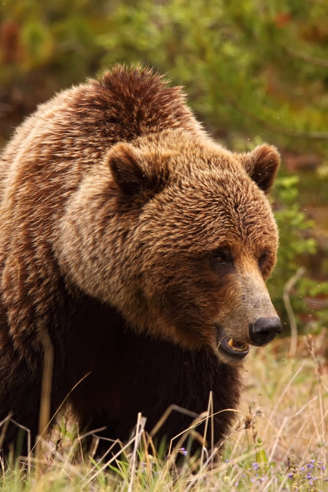 Grizzly Bear Yukon Canvas Art - Robert Postma Design Pics (11 x 17)