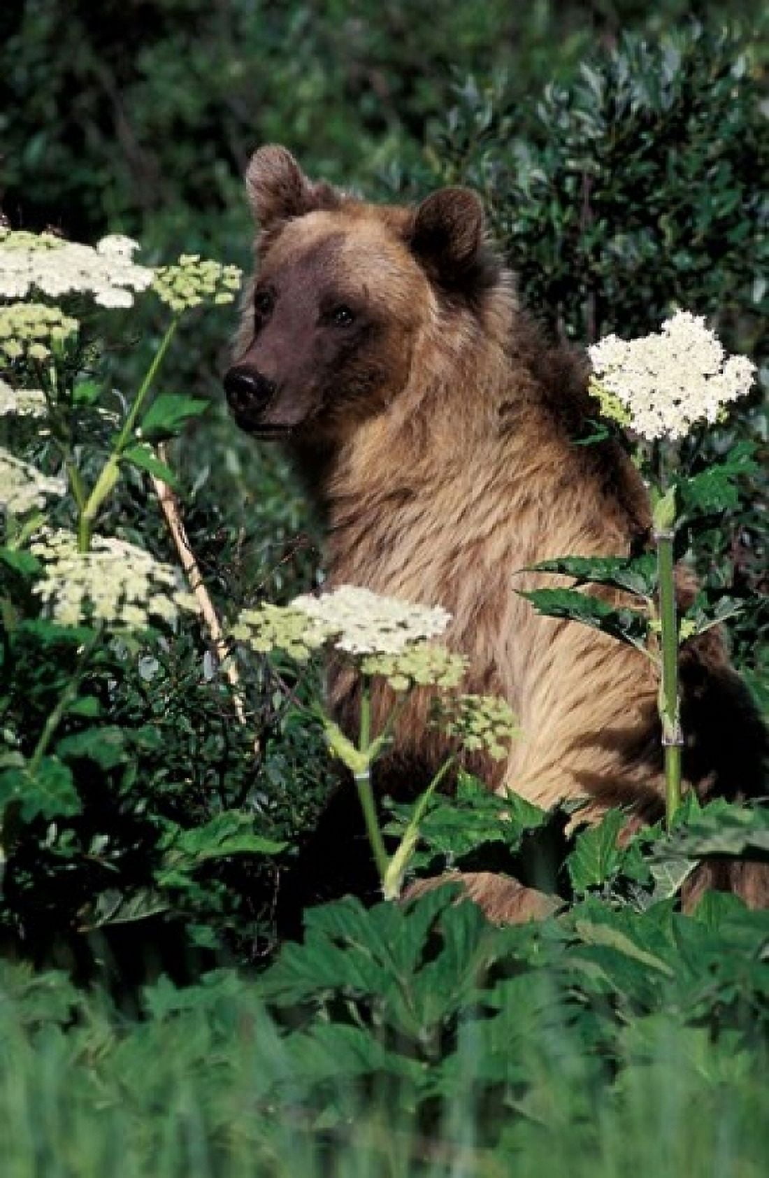 Grizzly Bear in Canada Canvas Art - Gavriel Jecan DanitaDelimont (24 x 36)