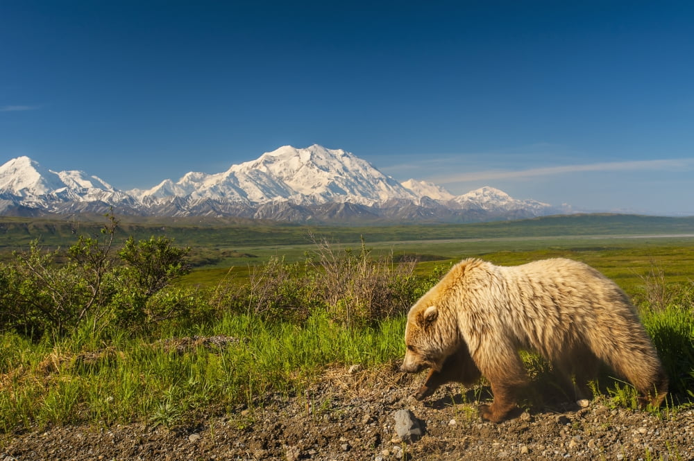 A Grizzly Bear walking alongside the Park Road in Area 14 with Mount McKinley in the Background Denali National Park Interior Alaska Canvas Art - Michael Jones  Design Pics (19 x 12)