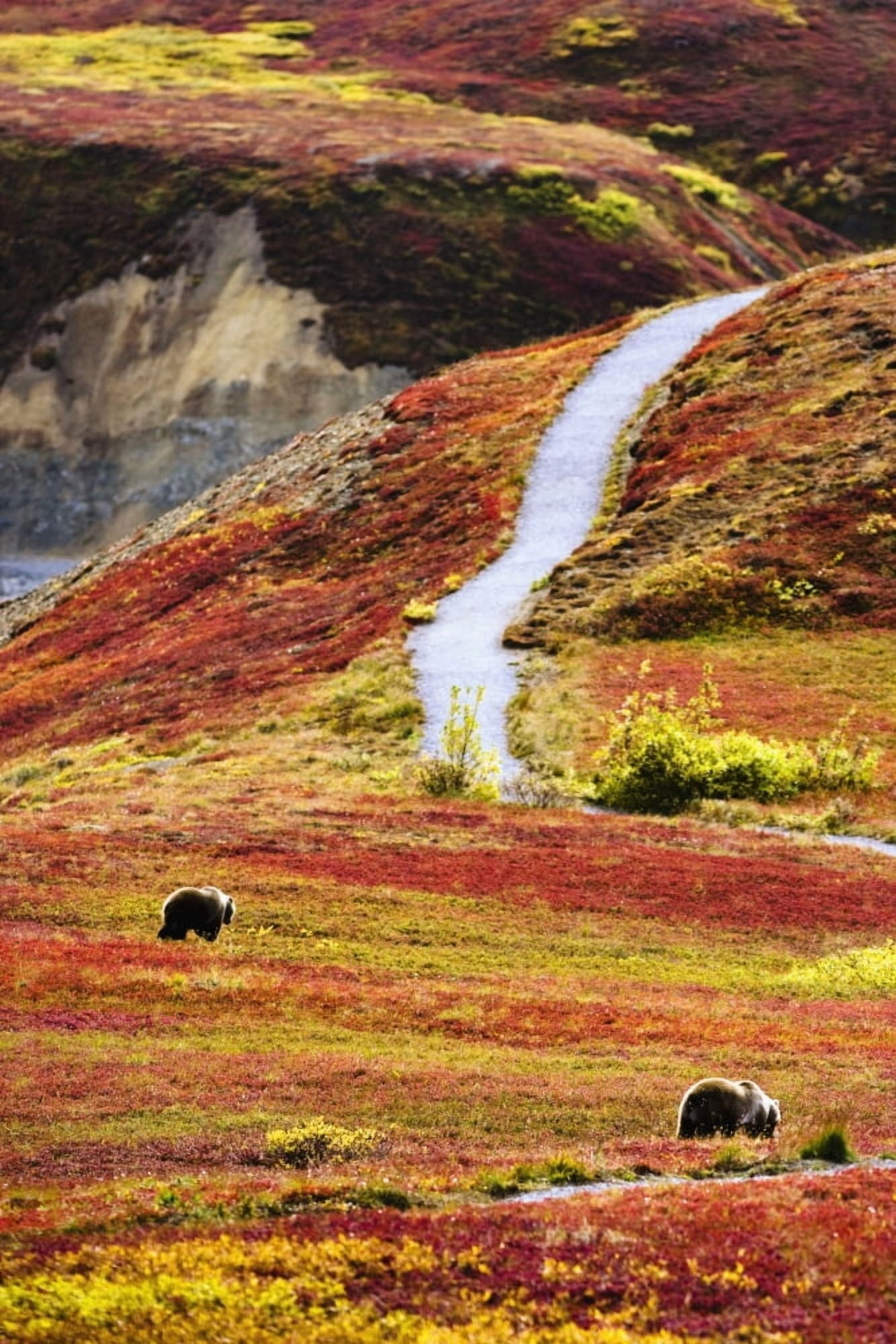 Grizzly Bears And Fall Colours Denali National Park Alaska Canvas Art - Yves Marcoux Design Pics (11 x 17)