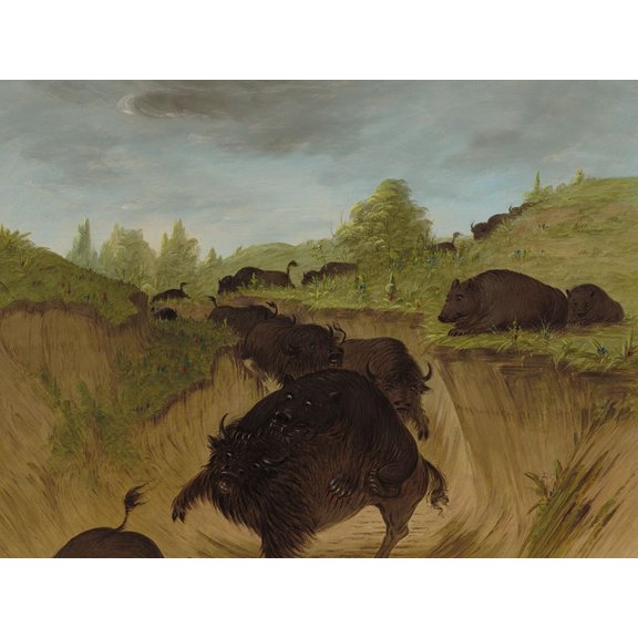 Grizzly Bears Attacking Buffalo Poster Print by George Catlin (36 x 24) # 56063