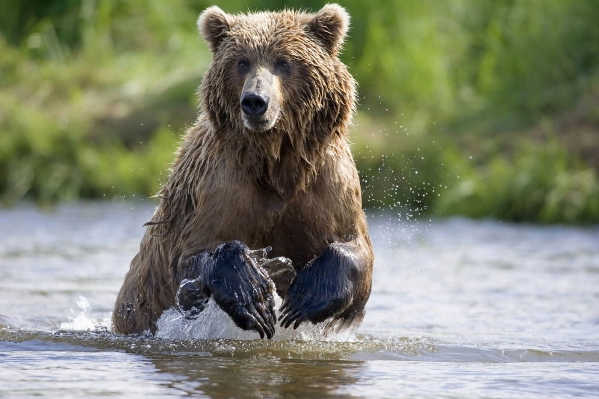 Grizzly Chasing Salmon In River During Summer Months In Alaska Canvas Art - John Hyde Design Pics (17 x 11)