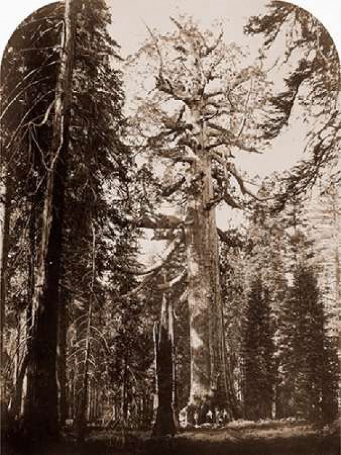 Grizzly Giant - 33 ft diam - Mariposa Grove Yosemite California 1861 Canvas Art - Carleton Watkins (18 x 24)