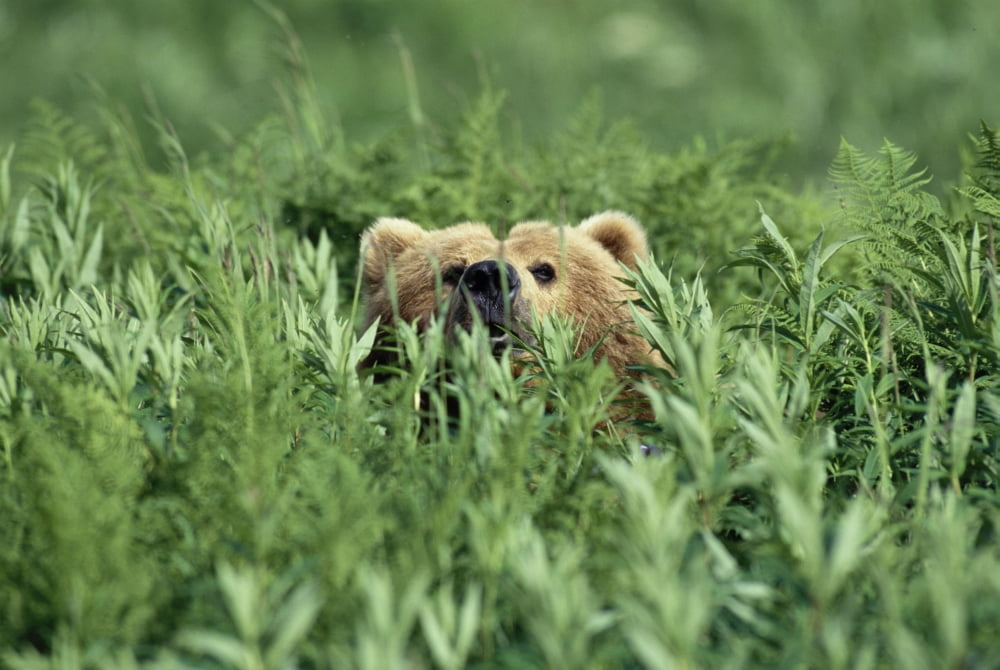 Grizzly Hidden In Ferns Near Karluk Lake Kodiak Island Ak Canvas Art - Tom Bol Design Pics (17 x 11)