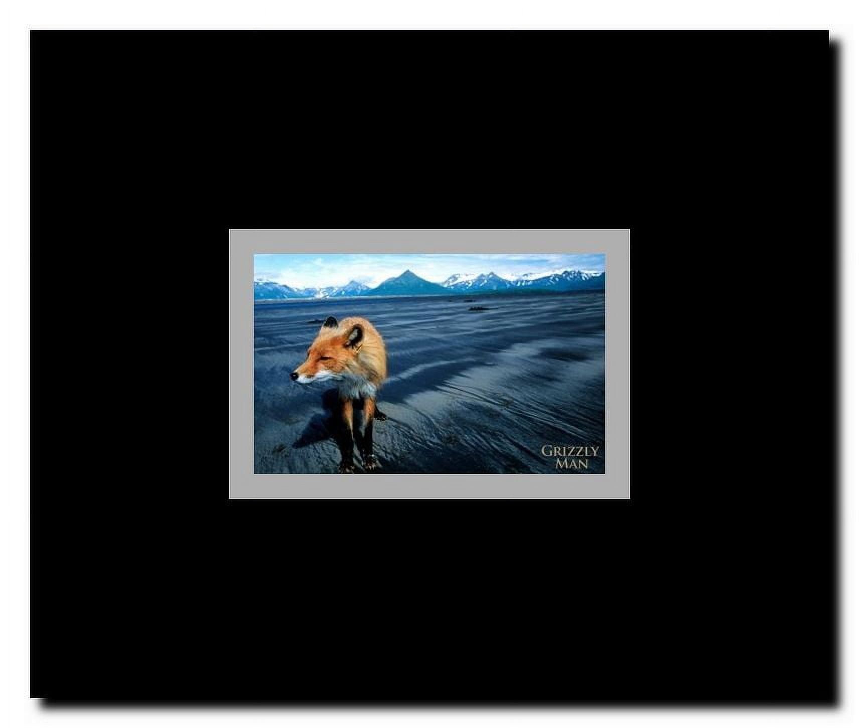 Grizzly Man Framed Movie Poster
