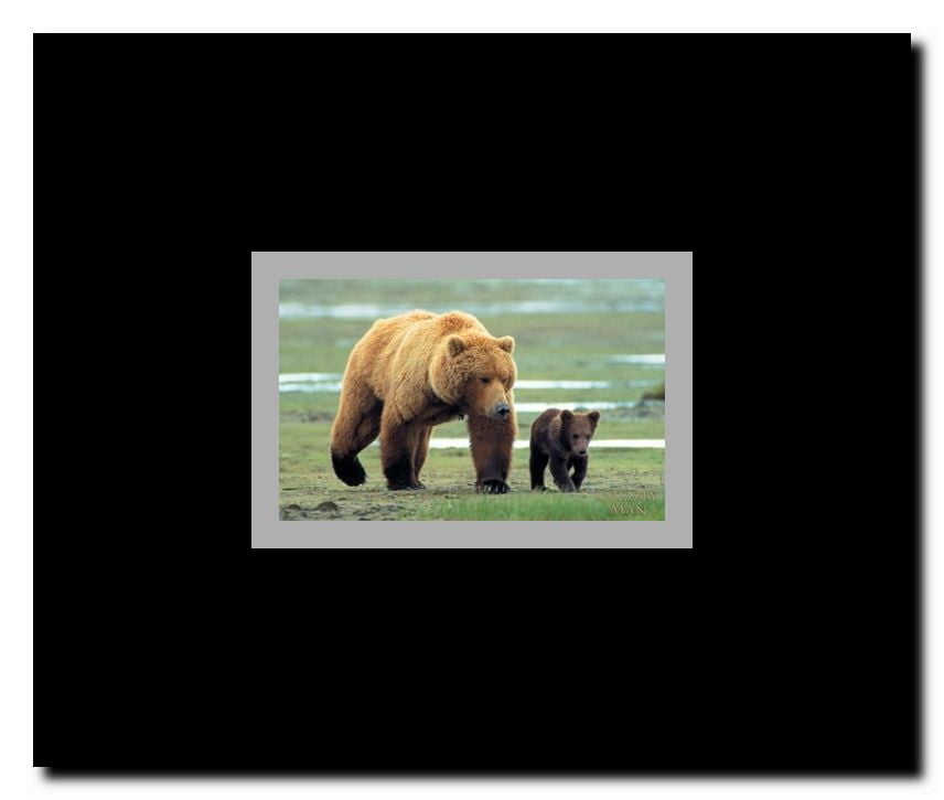 Grizzly Man Framed Movie Poster