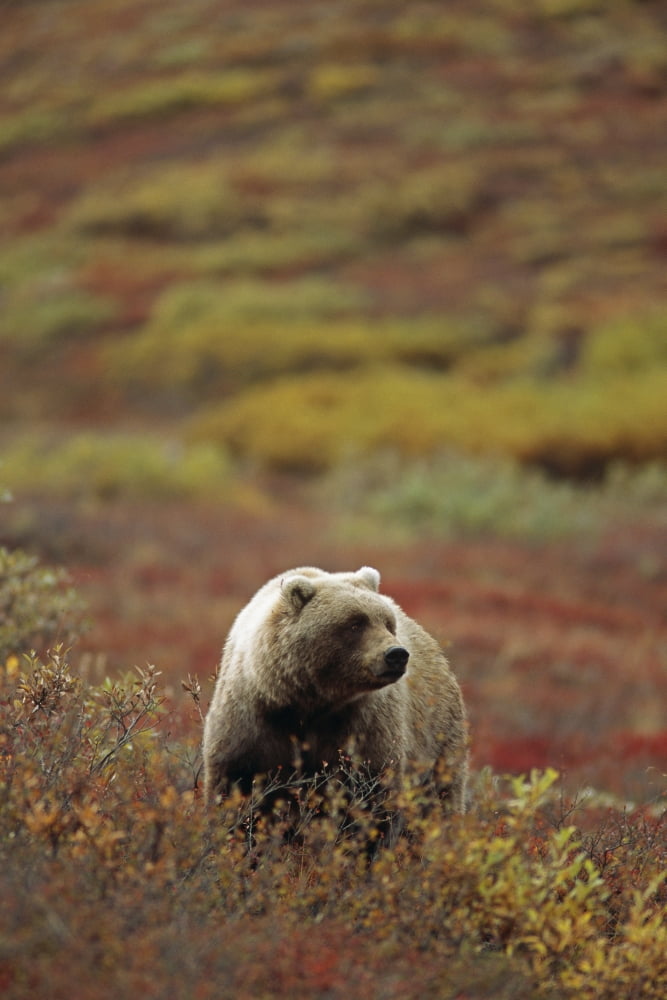 Grizzly On Autumn Tundra Highway Pass Denali Np Ak In Canvas Art - Bill Watkins Design Pics (22 x 34)