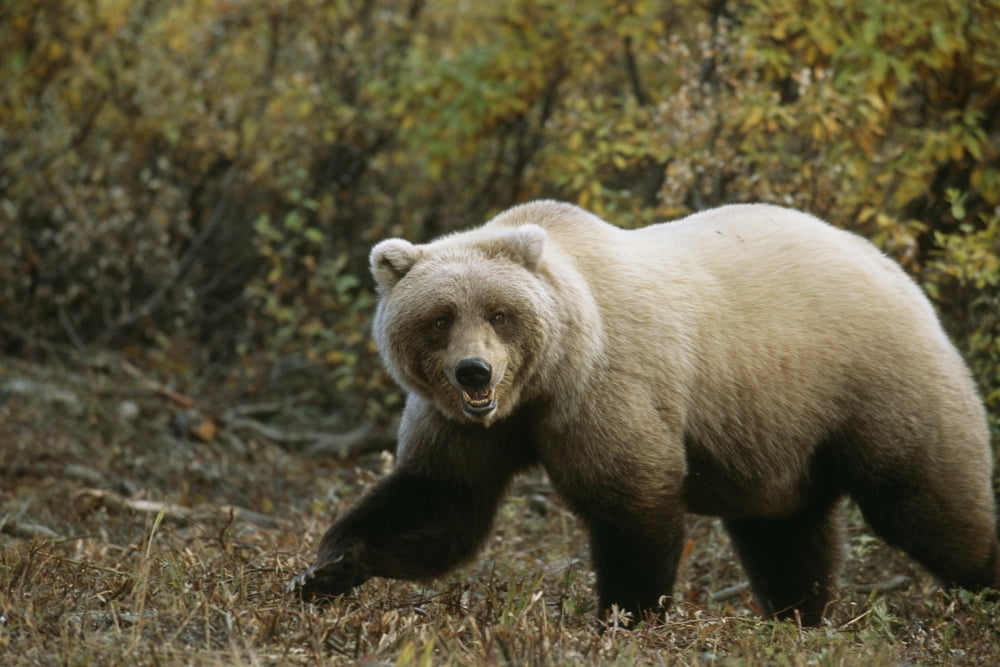 Grizzly On Autumn Tundra Highway Pass Denali Np Ak In Canvas Art - Bill Watkins Design Pics (34 x 22)
