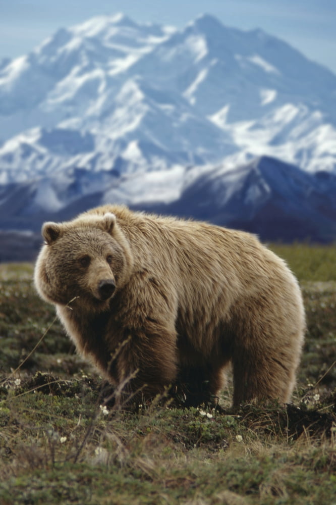 Grizzly On Tundra Mckinley In Background Composite Canvas Art - Hal Gage Design Pics (11 x 17)