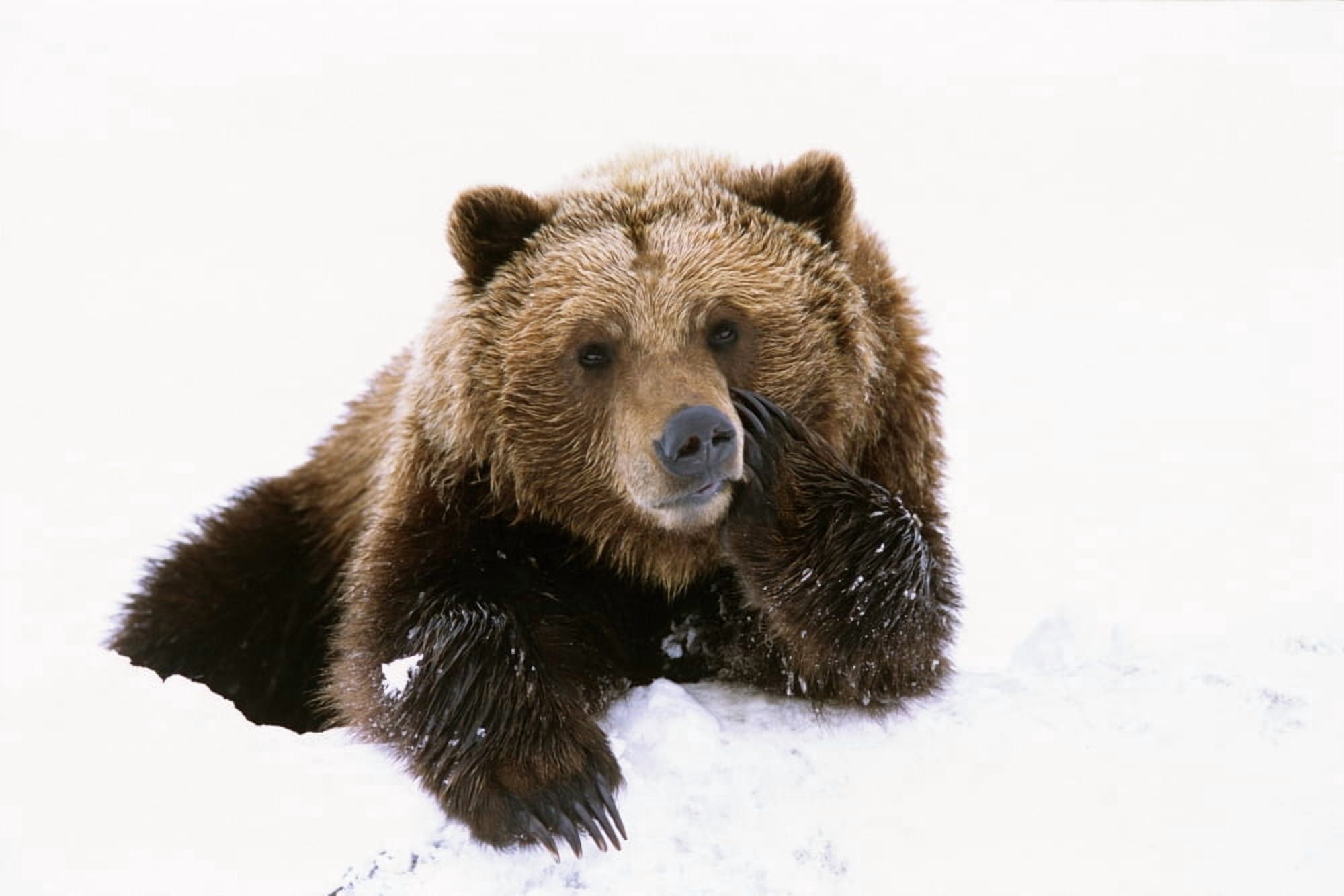 Grizzly Resting Head On Paw While Laying In Snow At The Alaska Wildlife Conservation Center In Alaska During Spring Canvas Art - Doug Lindstrand  Design Pics (17 x 11)