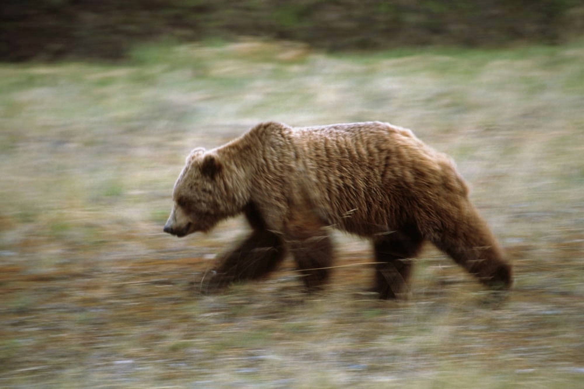 Grizzly Runs Through Meadow Blurred Southeast Alaska Autumn Canvas Art - Peter Barrett Design Pics (17 x 11)