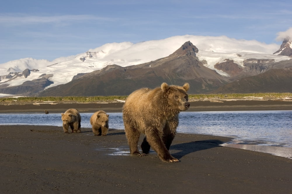 Grizzly Sow And Cubs Walking On Beach At Hallo Bay Katmai National Park Alaska Canvas Art - Gary Schultz Design Pics (17 x 11)