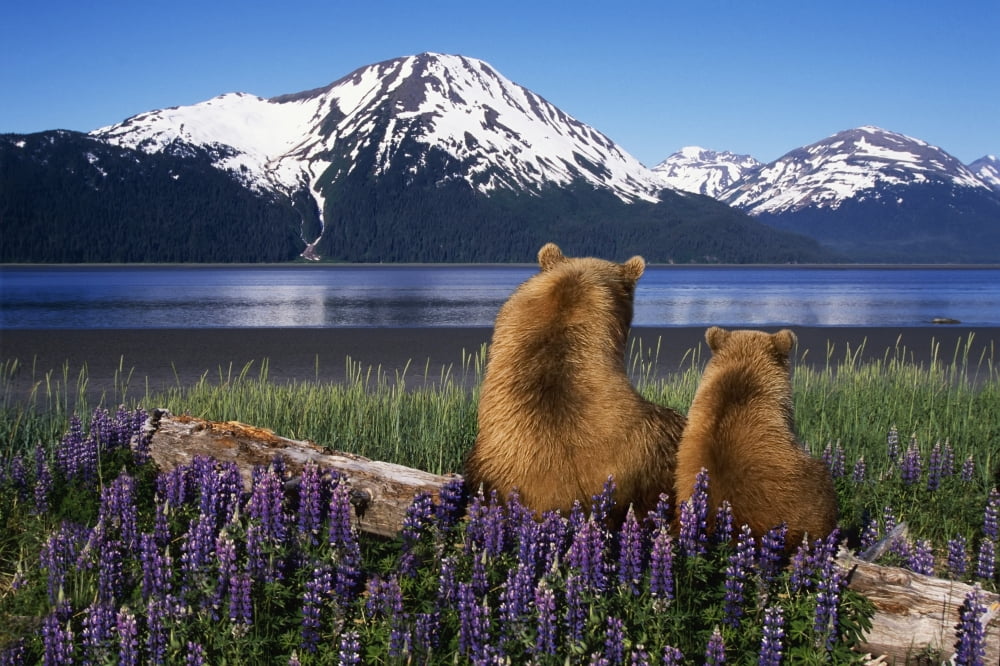 Grizzly Sow & Cub Sit On Log & View Turnagain Arm Southcentral Alaska Digital Composite Canvas Art - Composite Image  Design Pics (19 x 12)
