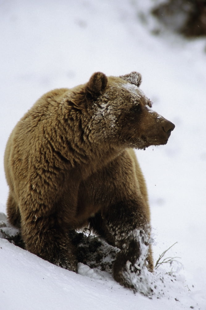 Grizzly Standing In Snow Denali Np In Alaska Autumn Canvas Art - Bill Watkins Design Pics (22 x 34)