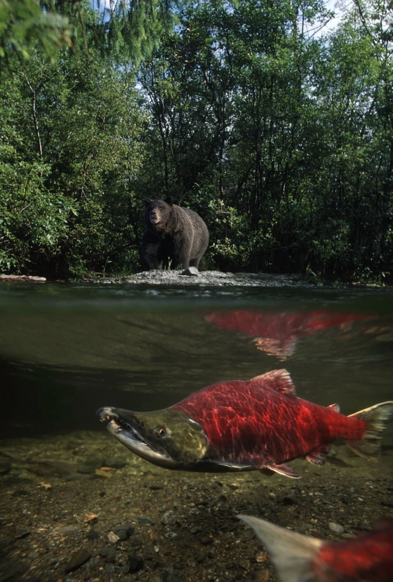 Grizzly Watches Salmon From Riverbank Digital Composite Canvas Art - John Hyde Design Pics (11 x 16)