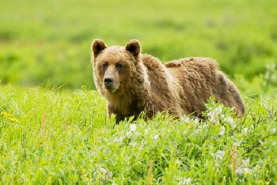 Grizzly bear Sacred Headwaters British Columbia Canvas Art - Paul Colangelo DanitaDelimont (26 x 18)
