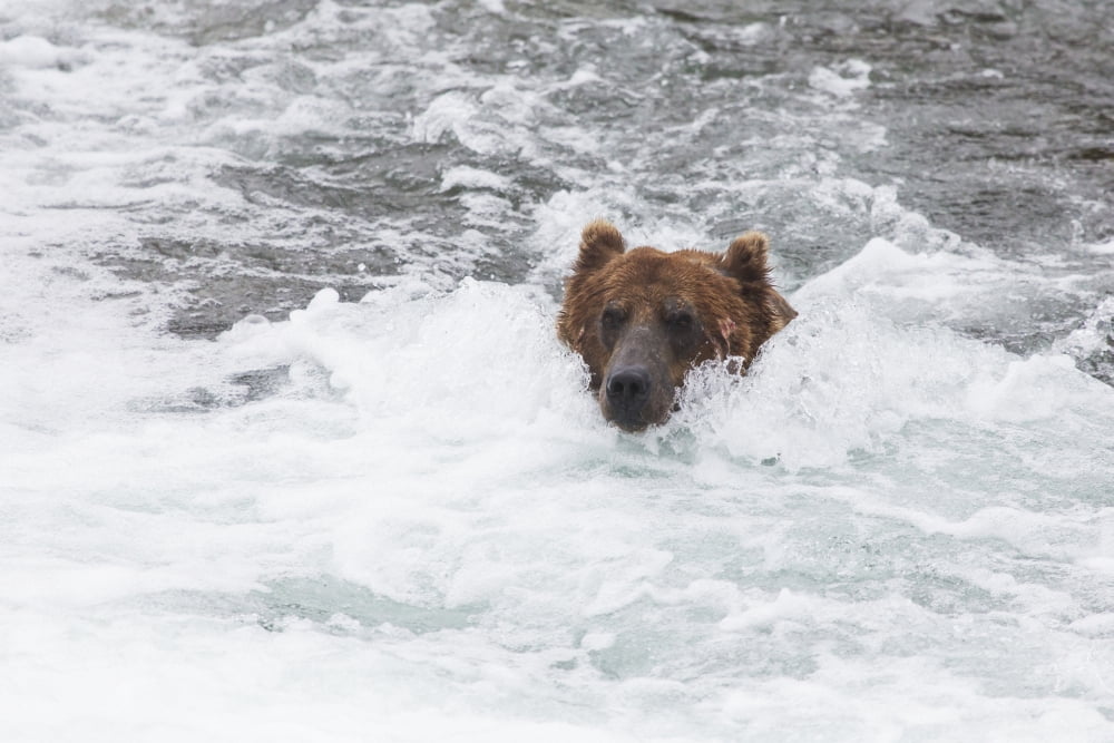 Grizzly bear (Ursus arctos) fishing for sockeye salmon at Brooks Falls in Katmai National Park & Preserve Southwest Alaska Alaska United States of America Canvas Art - Lucas Payne Design Pics (38 x 2