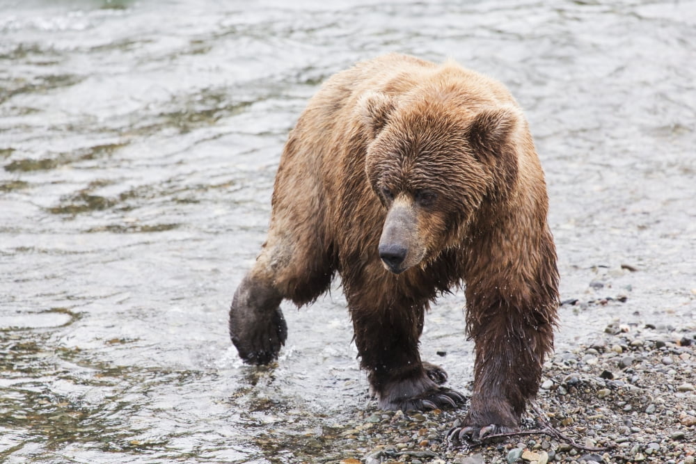 Grizzly bear (Ursus arctos) fishing for sockeye salmon at Brooks Falls in Katmai National Park & Preserve Southwest Alaska Alaska United States of America Canvas Art - Lucas Payne Design Pics (19 x 1