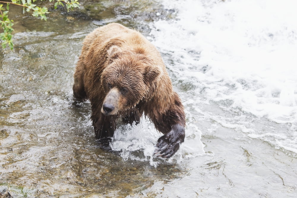 Grizzly bear (Ursus arctos) fishing for sockeye salmon at Brooks Falls in Katmai National Park & Preserve Southwest Alaska Alaska United States of America Canvas Art - Lucas Payne Design Pics (38 x 2
