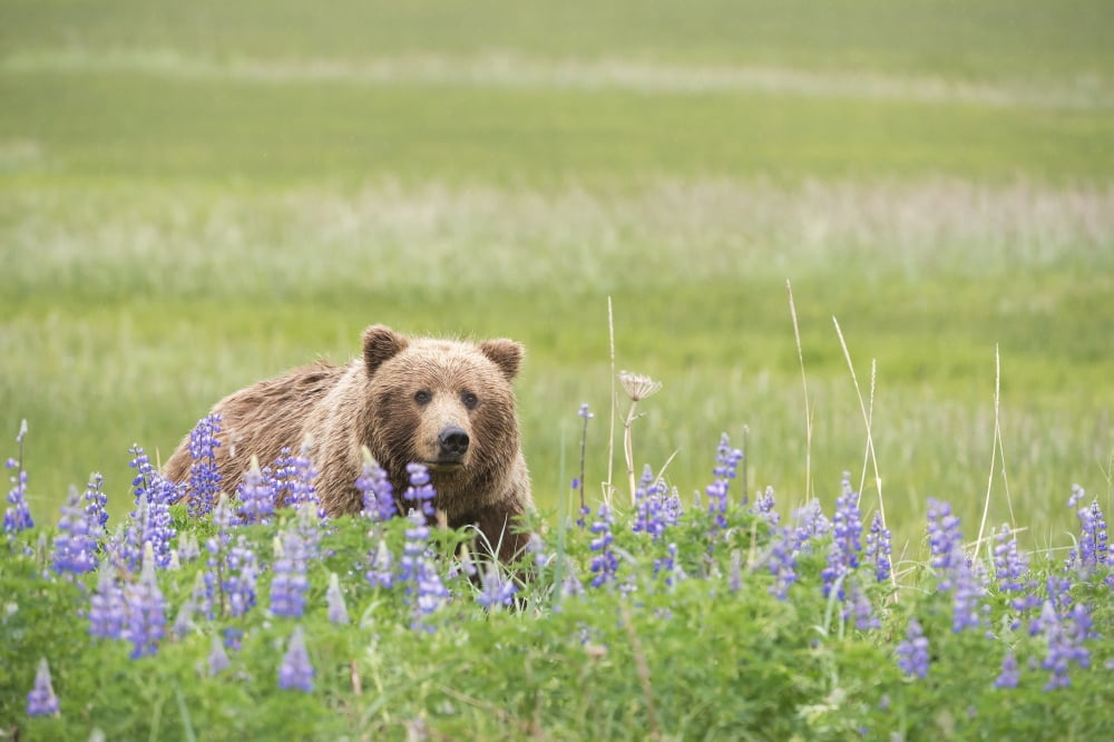 Grizzly bear (Ursus arctos horribilis) among purple lupines Lake Clark National Park Alaska United States Canvas Art - Daisy Gilardini Design Pics (38 x 24)