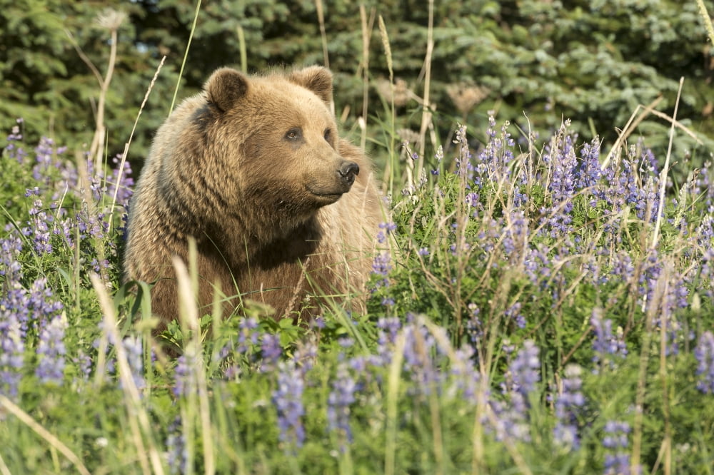 Grizzly bear (Ursus arctos horribilis) among purple lupines Lake Clark National Park Alaska United States Canvas Art - Daisy Gilardini Design Pics (38 x 24)