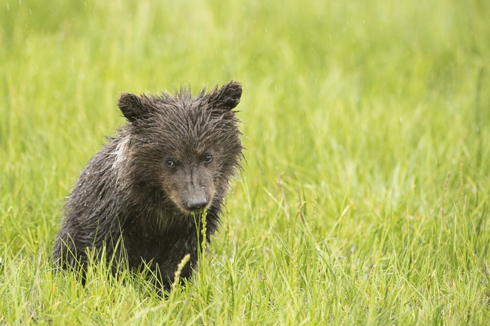 Grizzly bear (Ursus arctos horribilis) cub eating sedge grass Lake Clark National Park Alaska United States Canvas Art - Daisy Gilardini Design Pics (19 x 12)