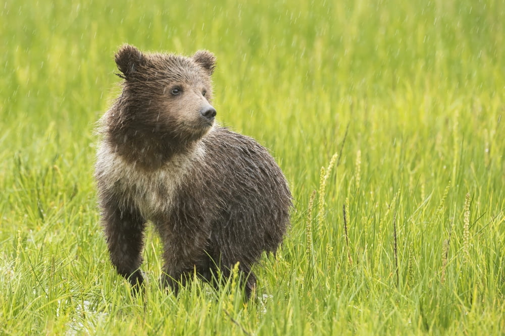 Grizzly bear (Ursus arctos horribilis) cub in grass Lake Clark National Park Alaska United States Canvas Art - Daisy Gilardini Design Pics (19 x 12)