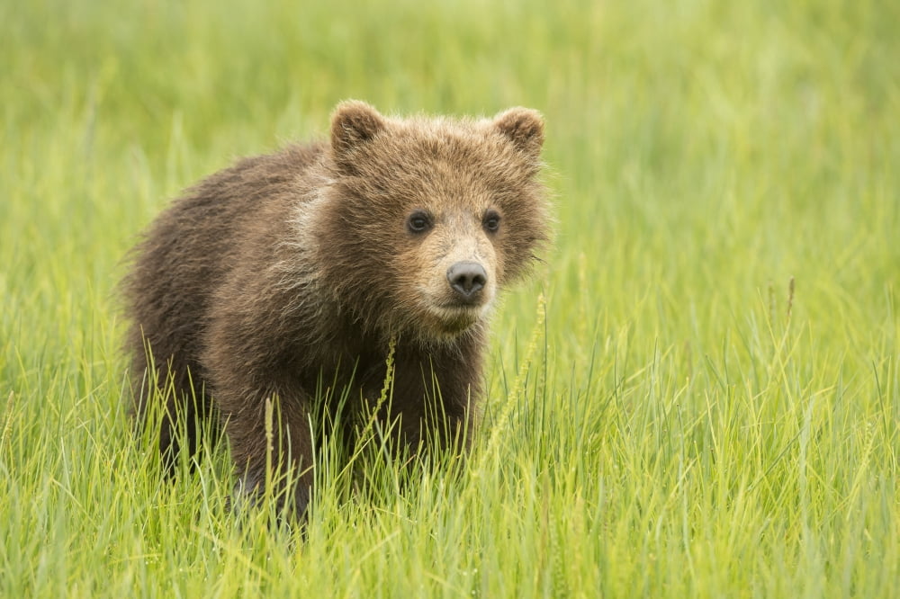 Grizzly bear (Ursus arctos horribilis) cub in grass Lake Clark National Park Alaska United States Canvas Art - Daisy Gilardini Design Pics (19 x 12)