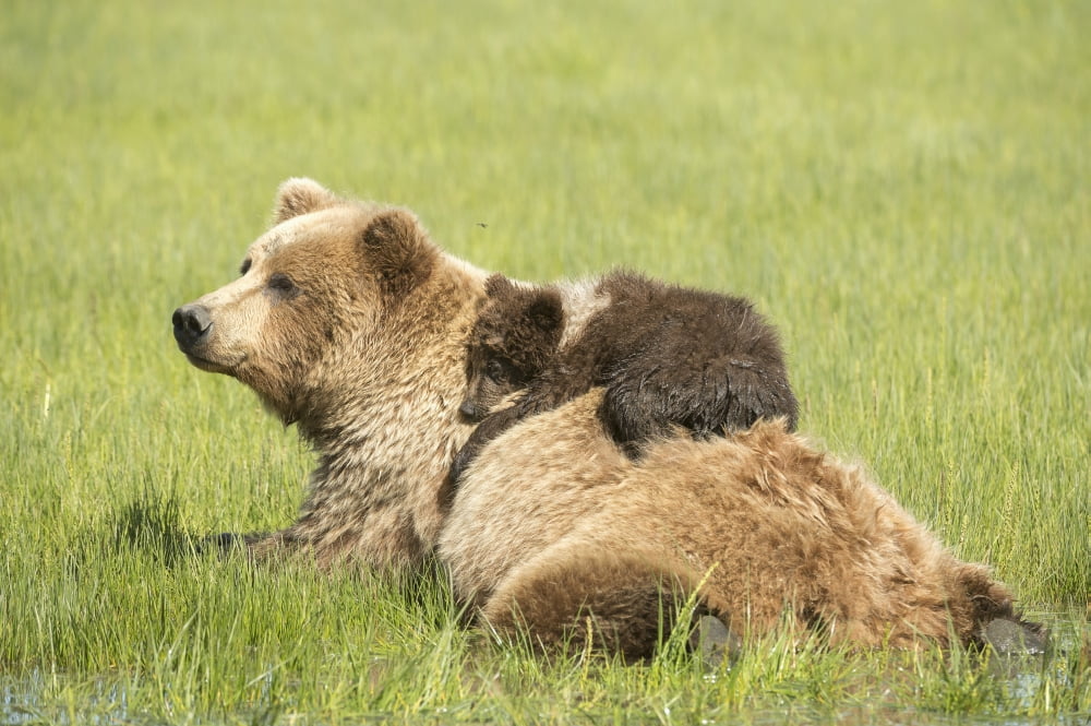 Grizzly bear (Ursus arctos horribilis) cub lying on its mothers back amongst the sedge grass Lake Clark National Park Alaska United States Canvas Art - Daisy Gilardini  Design Pics (19 x 12)