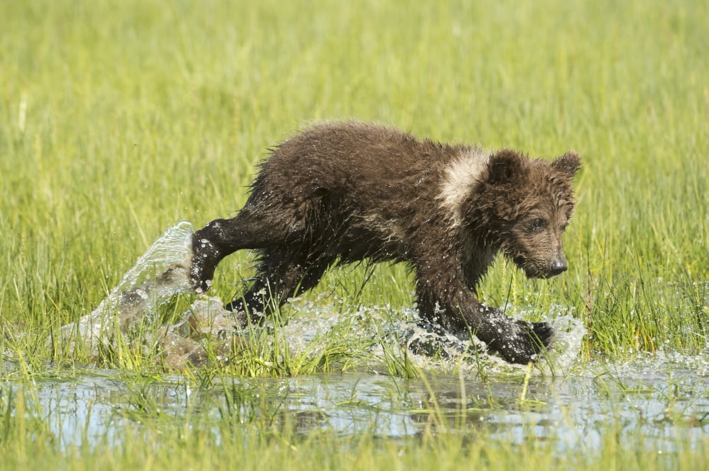 Grizzly bear (Ursus arctos horribilis) cub plays in sedge grass Lake Clark National Park Alaska United States Canvas Art - Daisy Gilardini Design Pics (19 x 12)