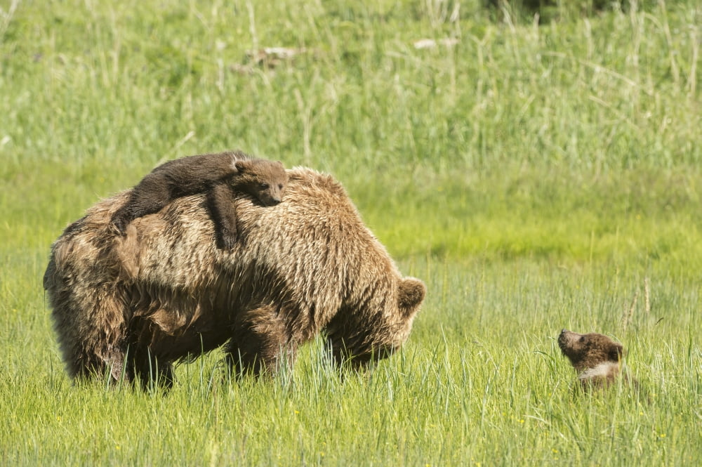 Grizzly bear (Ursus arctos horribilis) cub rides on its mothers back amongst the sedge grass Lake Clark National Park Alaska United States Canvas Art - Daisy Gilardini Design Pics (19 x 12)
