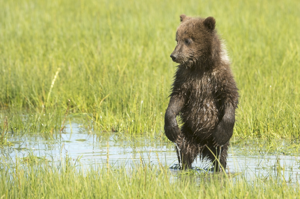 Grizzly bear (Ursus arctos horribilis) cub stands in sedge grass Lake Clark National Park Alaska United States Canvas Art - Daisy Gilardini Design Pics (19 x 12)
