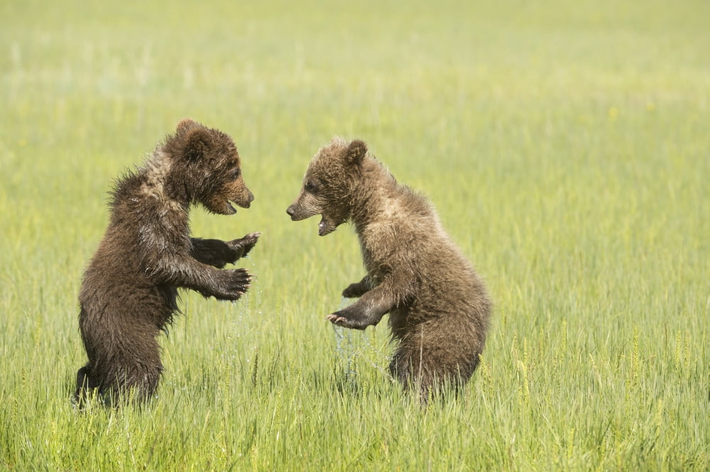 Grizzly bear (Ursus arctos horribilis) cubs playfight in sedge grass Lake Clark National Park Alaska United States Canvas Art - Daisy Gilardini Design Pics (38 x 24)