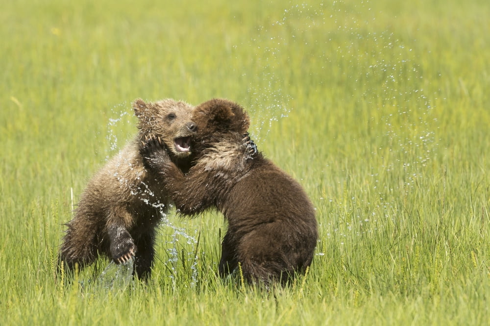 Grizzly bear (Ursus arctos horribilis) cubs playfight in sedge grass Lake Clark National Park Alaska United States Canvas Art - Daisy Gilardini Design Pics (19 x 12)