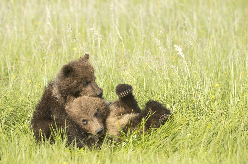 Grizzly bear (Ursus arctos horribilis) cubs in sedge grass Lake Clark National Park Alaska United States Canvas Art - Daisy Gilardini Design Pics (38 x 24)