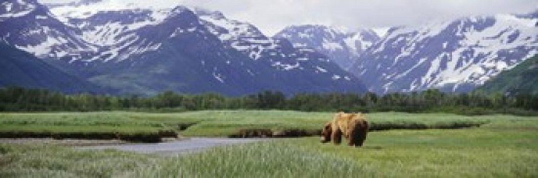 Grizzly bear (Ursus arctos horribilis) grazing in a field Kukak Bay Katmai National Park Alaska USA Canvas Art - Panoramic Images (18 x 6)