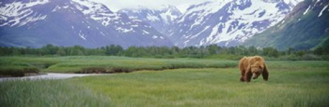 Grizzly bear (Ursus arctos horribilis) grazing in a field Kukak Bay Katmai National Park Alaska USA Canvas Art - Panoramic Images (18 x 6)
