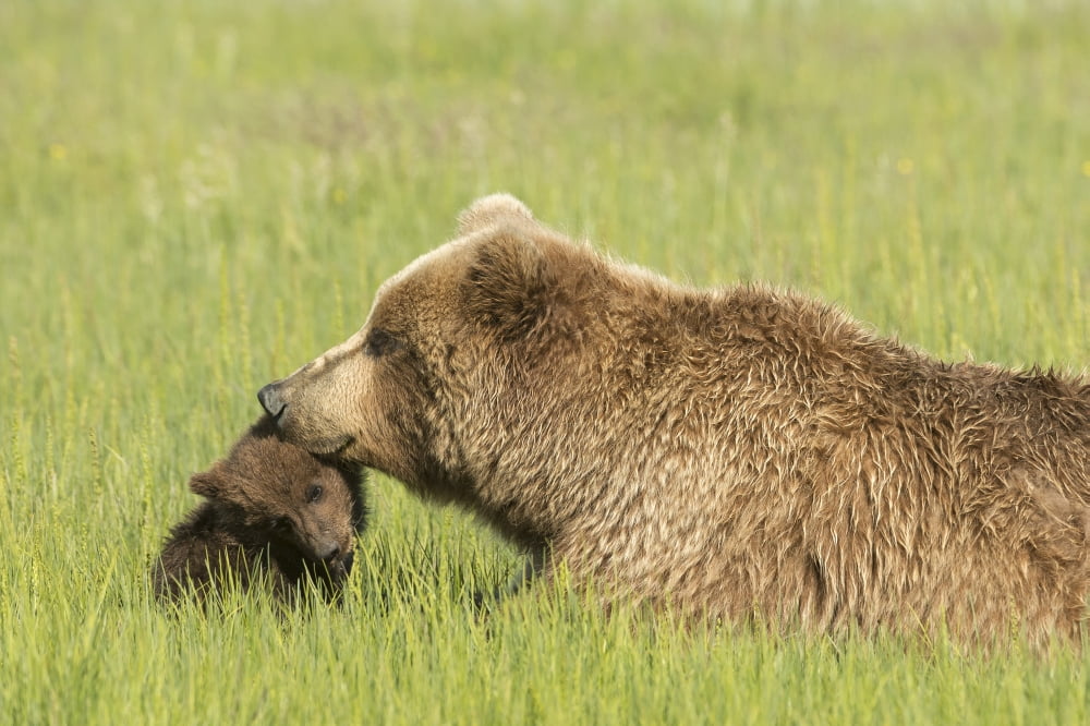 Grizzly bear (Ursus arctos horribilis) sow and cub amongst the sedge grass Lake Clark National Park Alaska United States Canvas Art - Daisy Gilardini Design Pics (38 x 24)