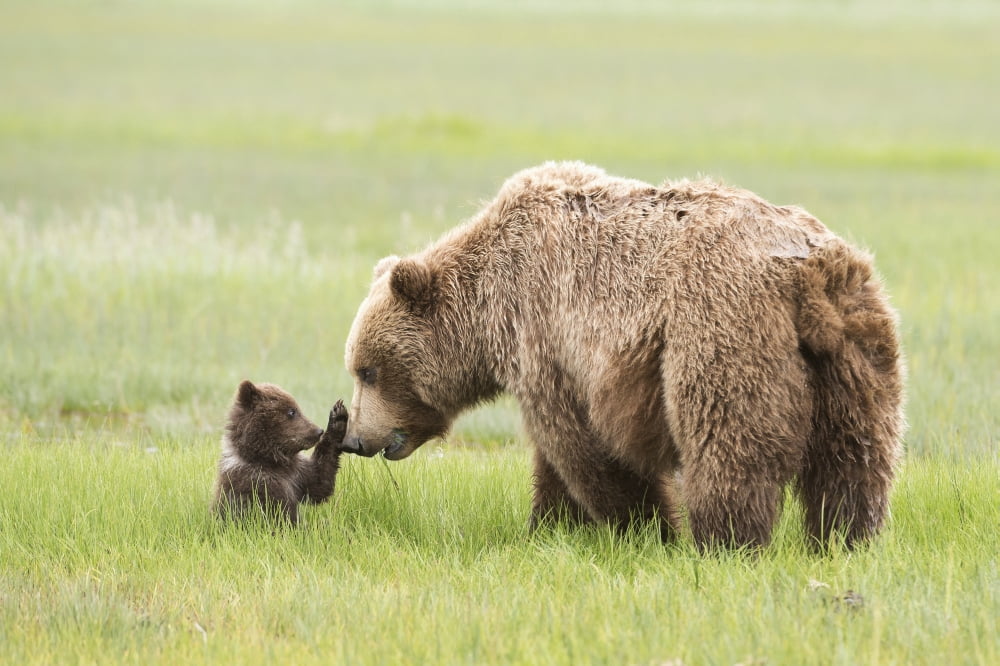 Grizzly bear (Ursus arctos horribilis) sow and cub amongst the sedge grass Lake Clark National Park Alaska United States Canvas Art - Daisy Gilardini Design Pics (38 x 24)