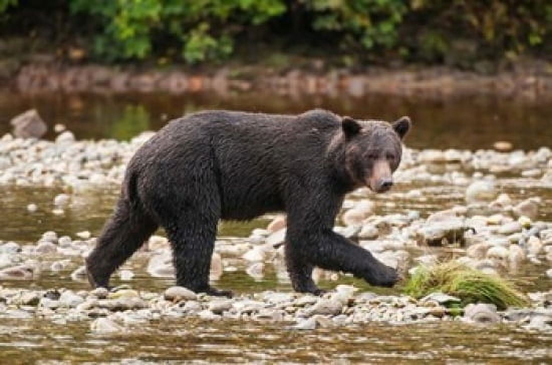 Grizzly bear fishing for salmon in Great Bear Rainforest Canada Canvas Art - Michael DeFreitas DanitaDelimont (36 x 24)