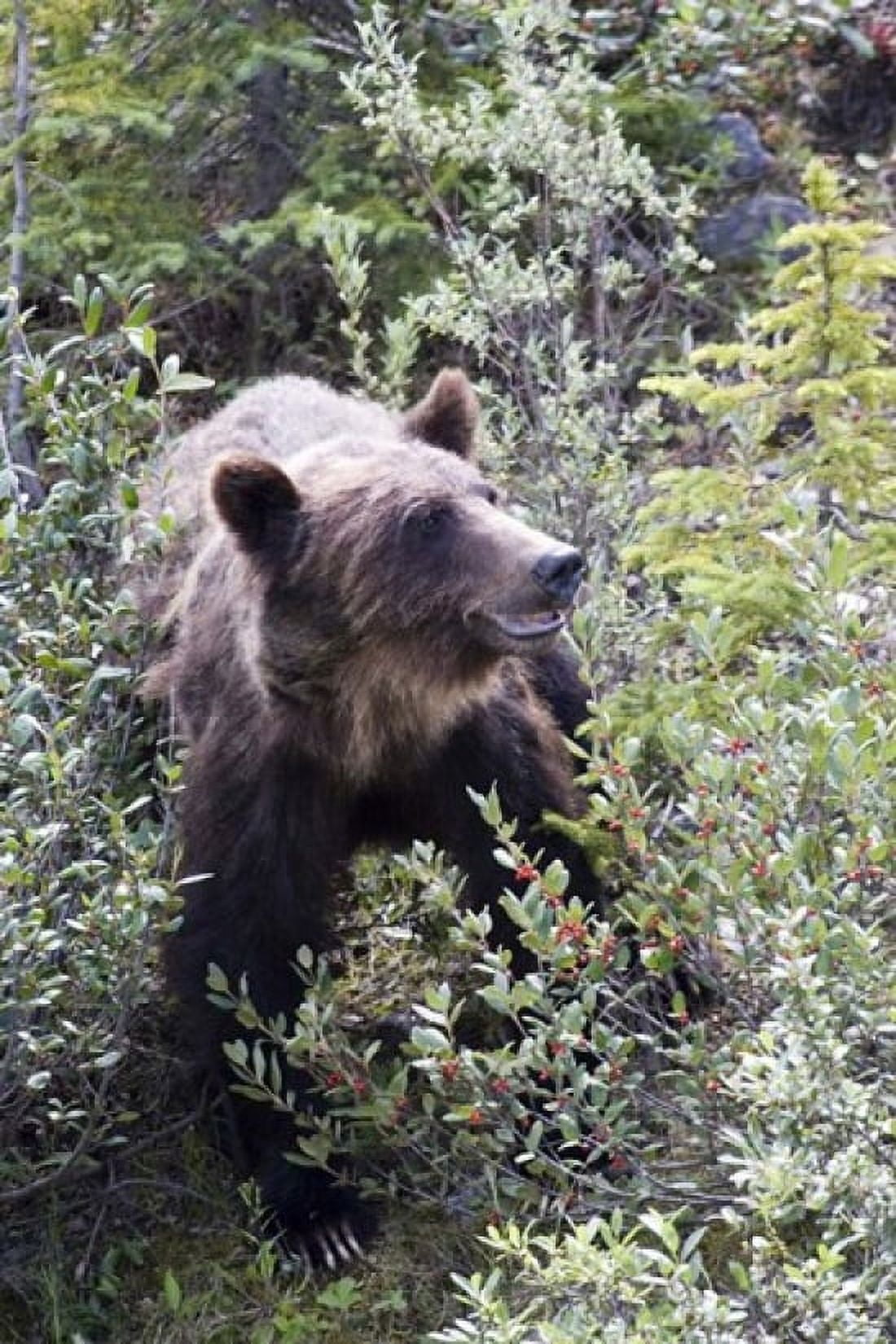 Grizzly bear in Kootenay National Park Canada Canvas Art - Diane Johnson DanitaDelimont (17 x 26)