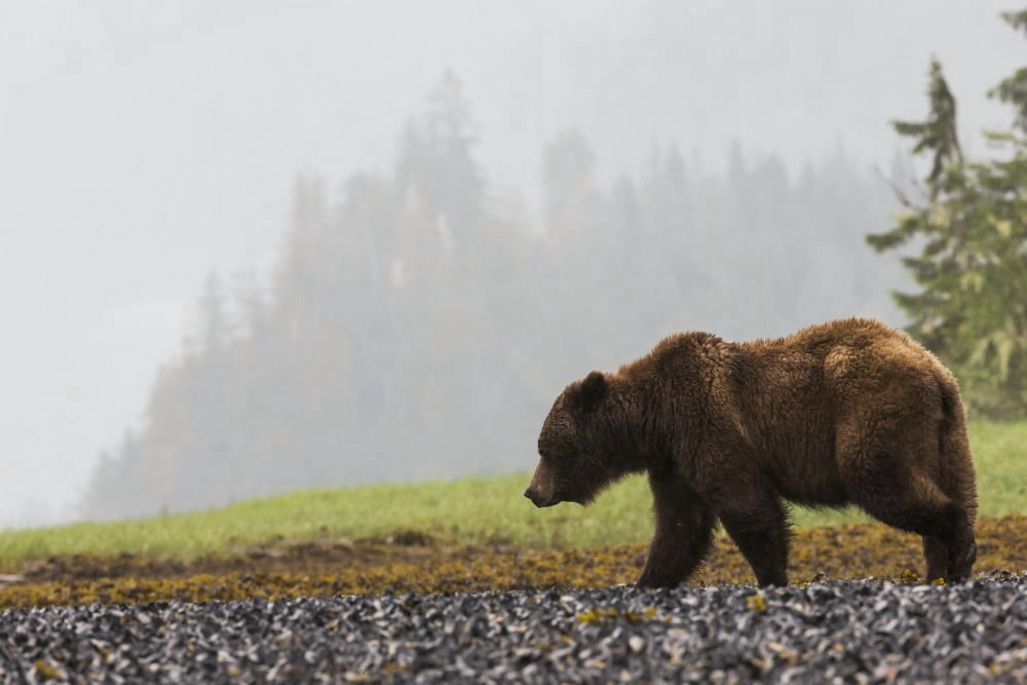 Grizzly bear walking on shore of Khutzymateen Grizzly Bear Sanctuary Prince Rupert British Columbia Canada Canvas Art - Robert Postma Design Pics (19 x 12)